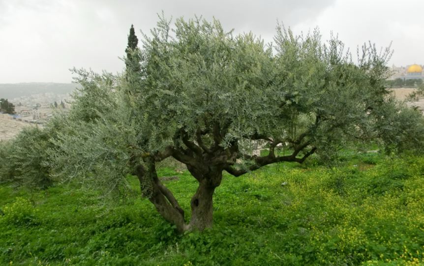 Olivenbaum aus dem Garten Getsemani